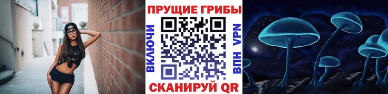 Псилоцибиновые грибы Psilocybe  Купить где  Рошаль 